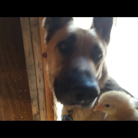 Meet your Posher, KP.  Posh Ambassador - Picture 9 of 9